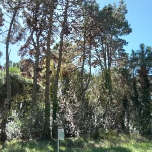 LOTE 555 m2 en Costa del Este Calle GARDENIAS